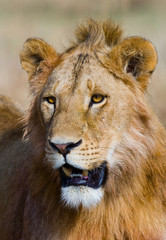 Portrait of a young lion. Kenya. Tanzania. Maasai Mara. Serengeti. An excellent illustration.