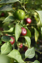 Cherry Bomb Hot Peppers