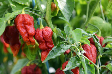 Very Hot Chili Peppers