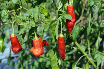 Hot red chili peppers