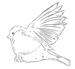 Bullfinch bird winter illustration