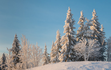 Snowcapped trees on a little hill