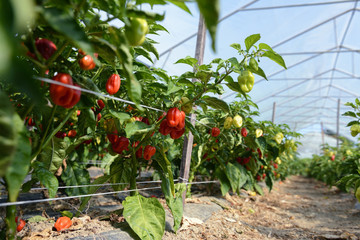 Hot Peppers in a Greenhouse