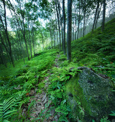 Latex tree plantation in Thailand