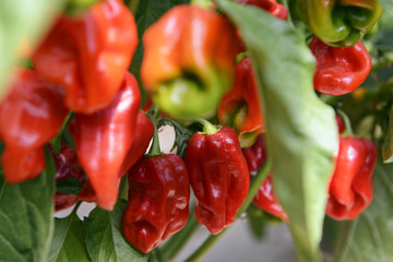 Hot Red Peppers