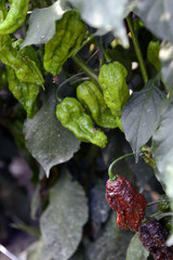 Jolokia Hot Peppers