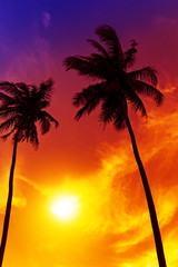 Obraz na płótnie Canvas Palm tree sunset on tropical beach