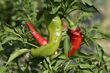 Hot Portugal Chili Peppers