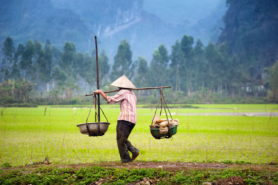 Vietnamese Farmer On Rice Paddy Field In Ninh Binh, Tam Coc. Organic Farming In Asia