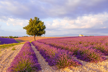 Fototapeta premium Lavender fields near Valensole in Provence, France on sunset