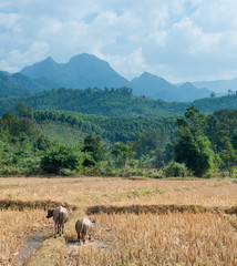 Nature landscape of Laos. Buffalo on rice field
