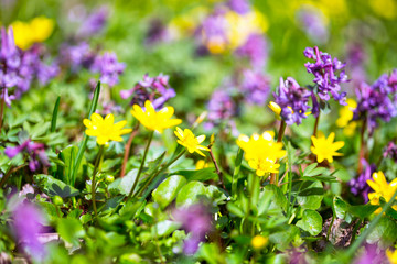 multicolored flowers