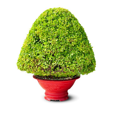 Bush Tree In Pot Isolated On White Background. Green Potted Plant In Vase