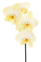 Naklejka na ściany i meble Vertical blooming white orchid flowers on a stem isolated on a white background