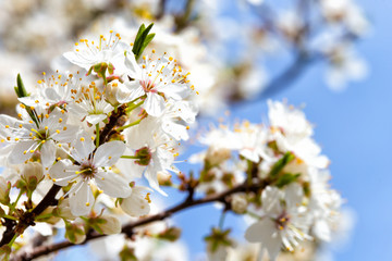flowering tree