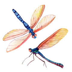 Dragonfly