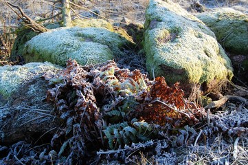 Frostig Gr&ouml;nmossa