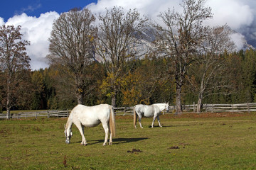 2 weiße Pferde in der Ramsau
