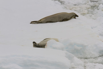 Adult crab eater seals © karenfoleyphoto