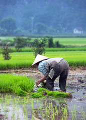 Naklejka na ściany i meble Labor on rice field in northern Vietnam