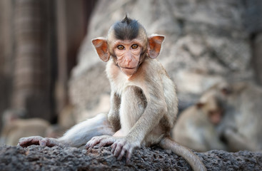 Eyes of monkey animal in Thailand Buddhist temple