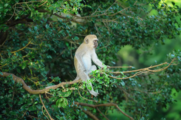 Vervet monkey on a branch