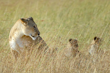 Close lion in National park of Kenya