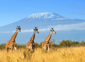 Naklejka premium Giraffe in National park of Kenya