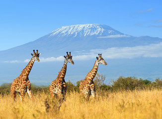 Giraffe in National park of Kenya