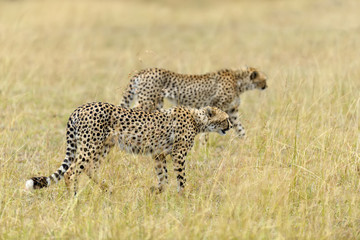 Wild african cheetah