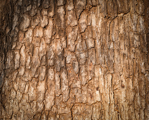 Natural texture background of tree bark