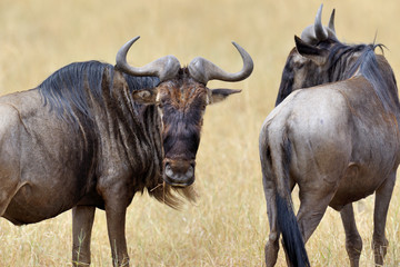 Obraz premium Wildebeest in National park of Kenya