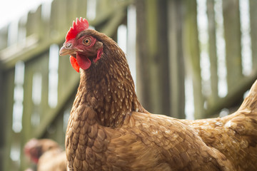 Single common chicken isolated