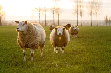 Sheep in the meadow at sunset.
