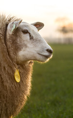 Portrait of a sheep during sunset.