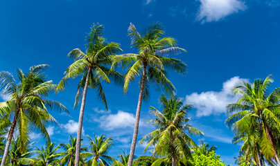 High palmtrees on sea coast against blue sky at summer