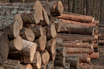 felling of trees