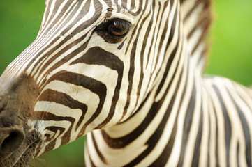 Obraz na płótnie Canvas Close profile of a beautiful zebra
