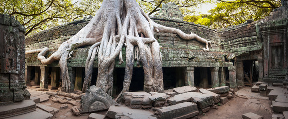 Ancient temples of Angkor Wat site in Cambodia under big tree roots