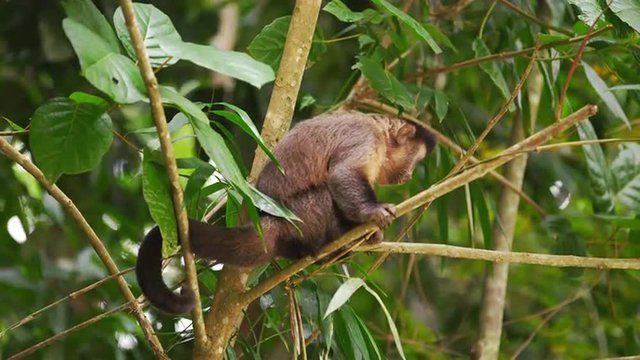 Slow motion footage of a capuchin monkey sitting on a tree branch.