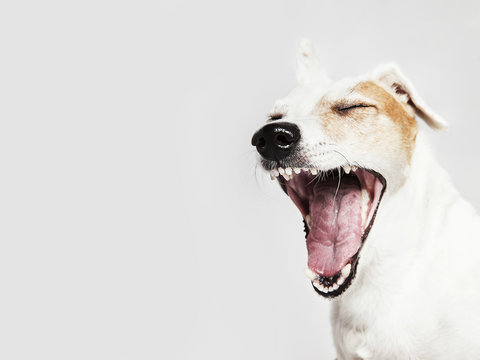 Studio portrait of the yawning dog Russel Terrier