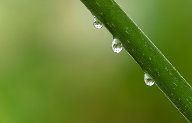 Close up view of water drops on green leaf after summer rain 