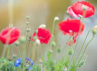 Fototapeta na wymiar Poppies flowers on summer meadow. Soft focus nature background