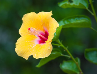 Hibiscus Flower Blossom close up photography
