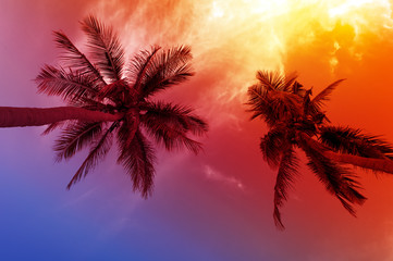 Fototapeta na wymiar Palmtrees leaves silhouettes against colourful sunset sky