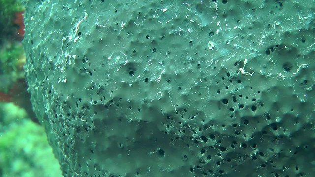 Greek bathing sponge (Spongia officinalis) on a rock, close-up.
