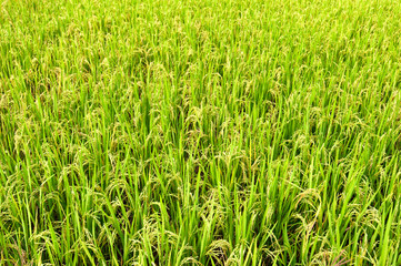 Fresh green leaves of young rice on agricultural field