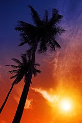 Tall palm trees on sea coast at sunset with sun and vivid colour sky