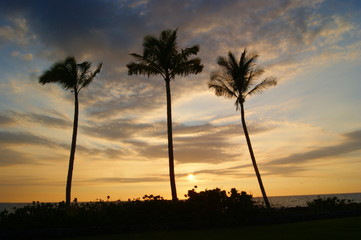3 Palmen am Strand von Hawaii
