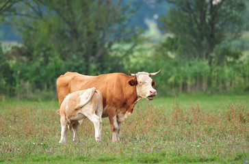 Cow with her cub
